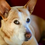 Ode To A Dog Ode To A Dog