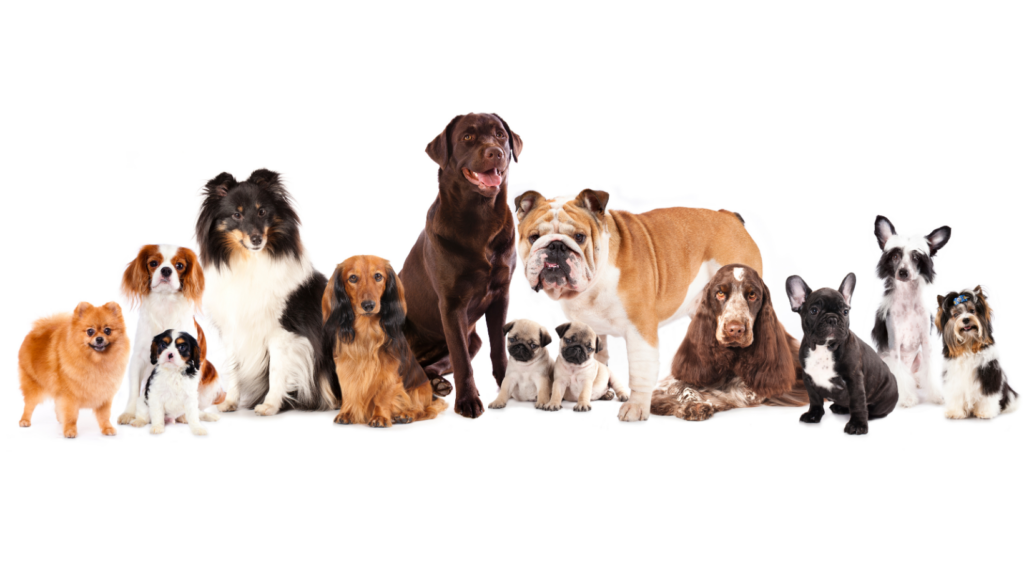 Baby, Oh Baby:  Life as a Dog Lady
