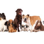 Baby, Oh Baby: Life as a Dog Lady Baby, Oh Baby: Life as a Dog Lady